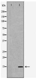 SPINLW1 Antibody