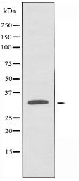 OR1S1/1S2 Antibody