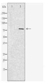 REPS1 Antibody