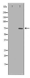 PADI4 Antibody