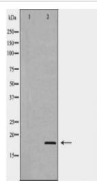 LY96 Antibody
