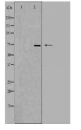 MAP9 Antibody