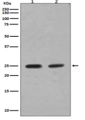 Rab4A Antibody