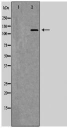 ITGAM Antibody