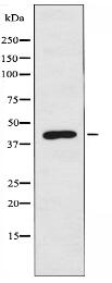 KCNJ9 Antibody