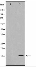 Histone H4 Antibody