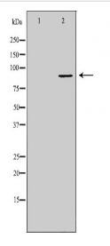 TNFAIP3 Antibody