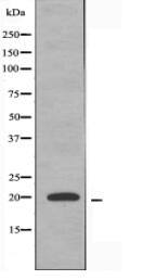 MRPS12 Antibody