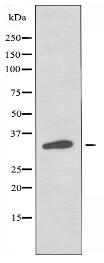 OR2G2 Antibody