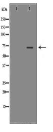 LBR Antibody