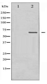 MAP3K7 Antibody