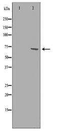 IL23R Antibody