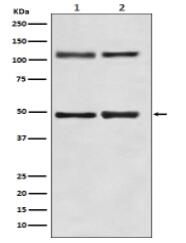 NF-κB (p105/p50) Antibody