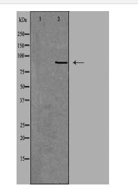 NOX5 Antibody