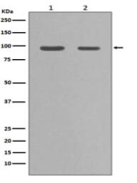 Hsp90 alpha Antibody