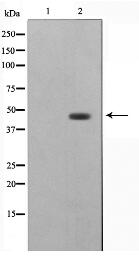 ZNF174 Antibody