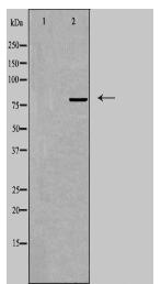 TRIM3 Antibody