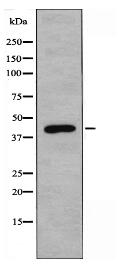 NMBR Antibody