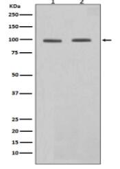 STAT6 Antibody