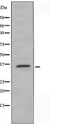 TAS2R7 Antibody