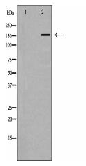 Integrin β1 Antibody