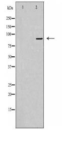 USP45 Antibody