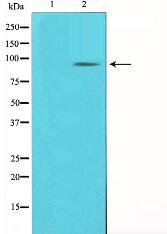 PCAF Antibody