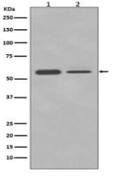 PTBP2 Antibody