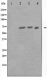 HEC1 Antibody