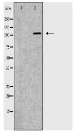 TLR8 Antibody