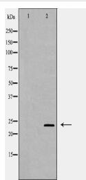 RAB11A Antibody