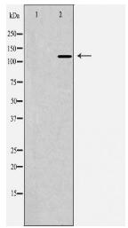 POLD3 Antibody