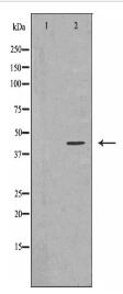 PRMT1 Antibody