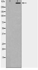 DNA PK Antibody