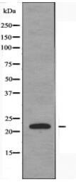 Musculin Antibody