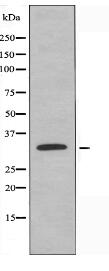 SDC1 Antibody