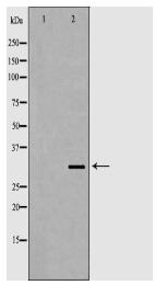 STAR Antibody