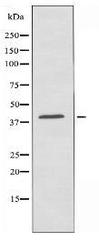 OR2AP1 Antibody