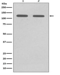 CD146 Antibody