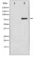 Myb Antibody