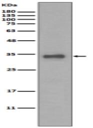 Calponin Antibody