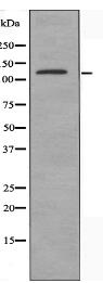 USP19 Antibody