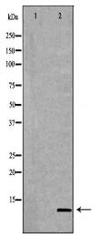 S100A10 Antibody