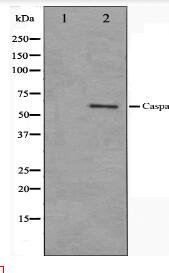 Caspase 10 Antibody