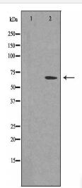 T3JAM Antibody