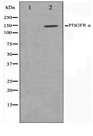 PDGFRalpha Antibody