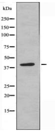 MOT13 Antibody