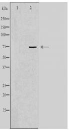 SEMA7A Antibody