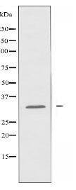 RABL2A Antibody