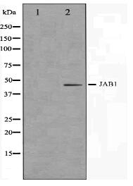 COPS3 Antibody